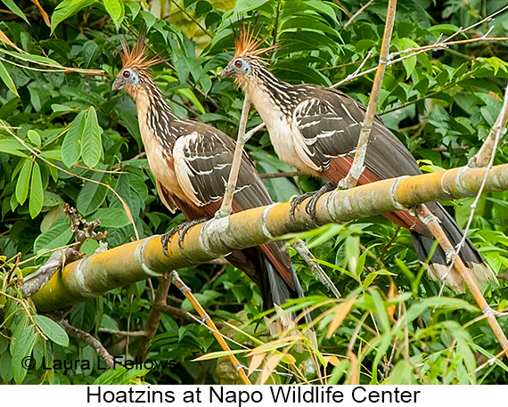 Hoatzin - © The Photographer and Exotic Birding LLC