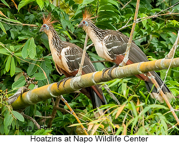 Hoatzin - © James F Wittenberger and Exotic Birding LLC