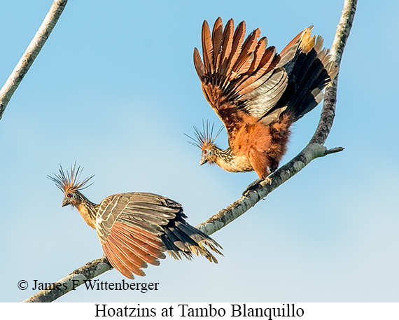 Hoatzins - © James F Wittenberger and Exotic Birding LLC