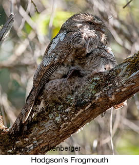 Hodgson's Frogmouth - © James F Wittenberger and Exotic Birding LLC