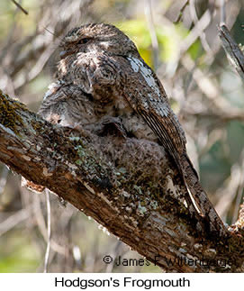 Hodgson's Frogmouth - © James F Wittenberger and Exotic Birding LLC