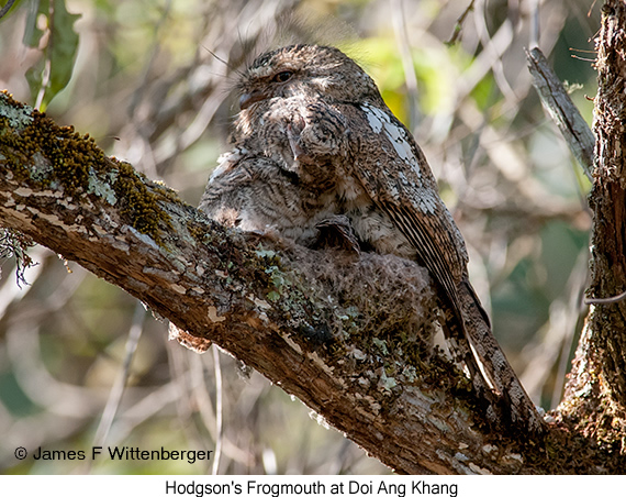 Hodgson's Frogmouth - © James F Wittenberger and Exotic Birding LLC