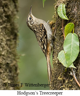 Hodgson's Treecreeper - © James F Wittenberger and Exotic Birding LLC