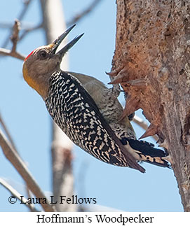 Hoffmann's Woodpecker - © Laura L Fellows and Exotic Birding LLC