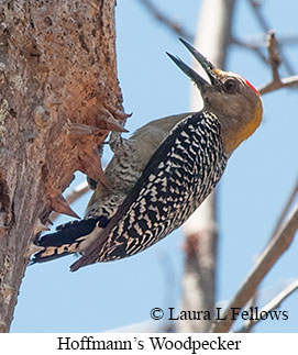 Hoffmann's Woodpecker - © Laura L Fellows and Exotic Birding LLC