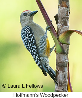 Hoffmann's Woodpecker - © Laura L Fellows and Exotic Birding LLC Hoffmann's Woodpecker - © Laura L Fellows and Exotic Birding LLC