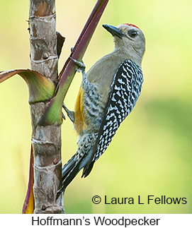 Hoffmann's Woodpecker - © Laura L Fellows and Exotic Birding LLC