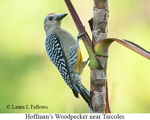 Hoffmann's Woodpecker - &copy; James F Wittenberger and Exotic Birding LLC