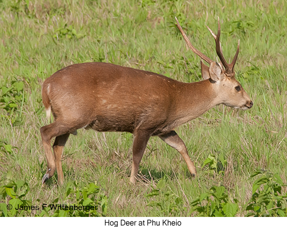 Hog Deer - © James F Wittenberger and Exotic Birding LLC