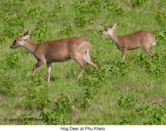 Hog Deer - © James F Wittenberger and Exotic Birding LLC