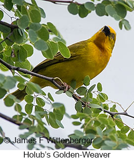 Holub's Golden-Weaver - © James F Wittenberger and Exotic Birding LLC Holub's Golden-Weaver - © James F Wittenberger and Exotic Birding LLC