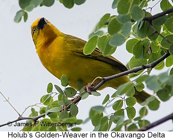 Holub's Golden-Weaver - © James F Wittenberger and Exotic Birding LLC Holub's Golden-Weaver - © James F Wittenberger and Exotic Birding LLC