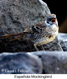 Espanola Mockingbird - © Laura L Fellows and Exotic Birding LLC