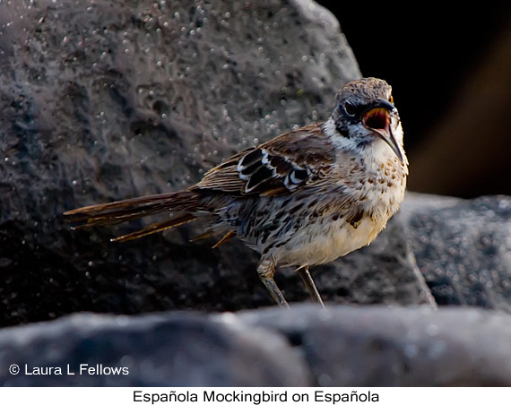 Espanola Mockingbird - © Laura L Fellows and Exotic Birding LLC