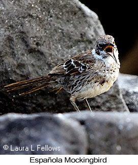 Espa�ola Mockingbird - &copy; Laura L Fellows and Exotic Birding Tours