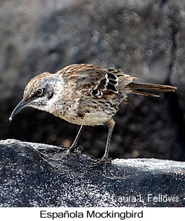 Espa�ola Mockingbird - &copy; Laura L Fellows and Exotic Birding Tours