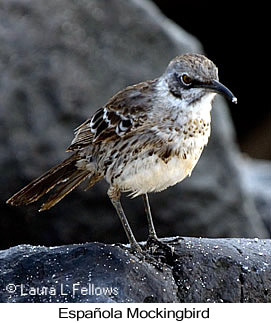 Espa�ola Mockingbird - &copy; Laura L Fellows and Exotic Birding Tours