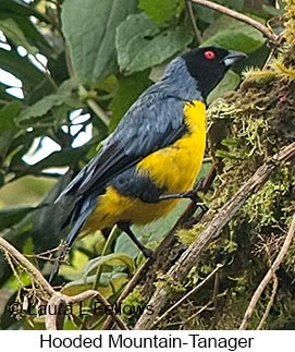 Hooded Mountain-Tanager - © Laura L Fellows and Exotic Birding LLC