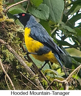 Hooded Mountain-Tanager - © Laura L Fellows and Exotic Birding LLC