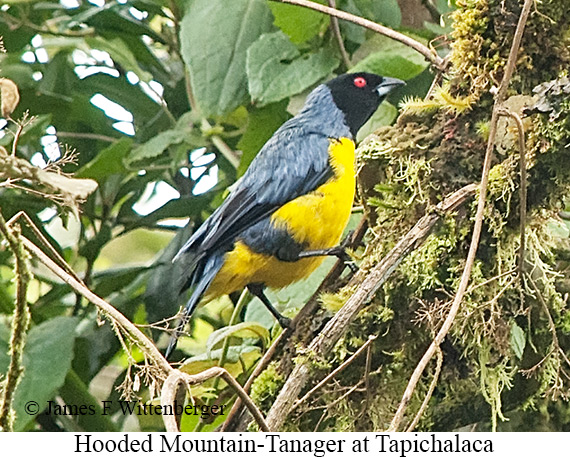 Hooded Mountain Tanager - &copy; James F Wittenberger and Exotic Birding LLC