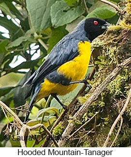 Hooded Mountain-Tanager - © Laura L Fellows and Exotic Birding LLC