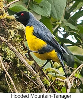 Hooded Mountain-Tanager - © Laura L Fellows and Exotic Birding LLC