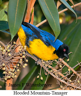 Hooded Mountain-Tanager - © James F Wittenberger and Exotic Birding LLC