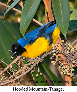 Hooded Mountain-Tanager - © James F Wittenberger and Exotic Birding LLC