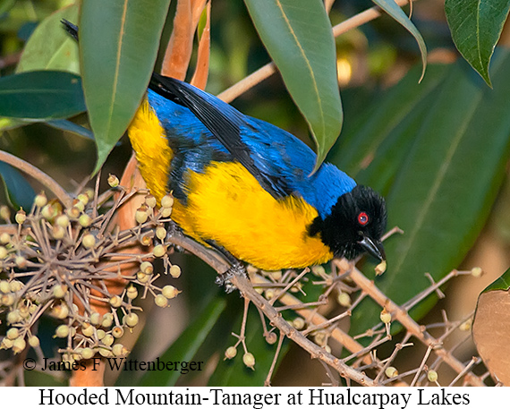 Hooded Mountain-Tanager - © James F Wittenberger and Exotic Birding LLC