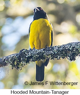 Hooded Mountain-Tanager - © James F Wittenberger and Exotic Birding LLC