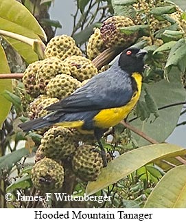 Hooded Mountain Tanager - © James F Wittenberger and Exotic Birding LLC