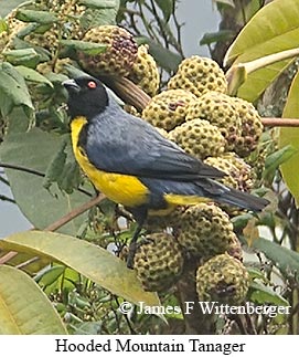 Hooded Mountain Tanager - © James F Wittenberger and Exotic Birding LLC