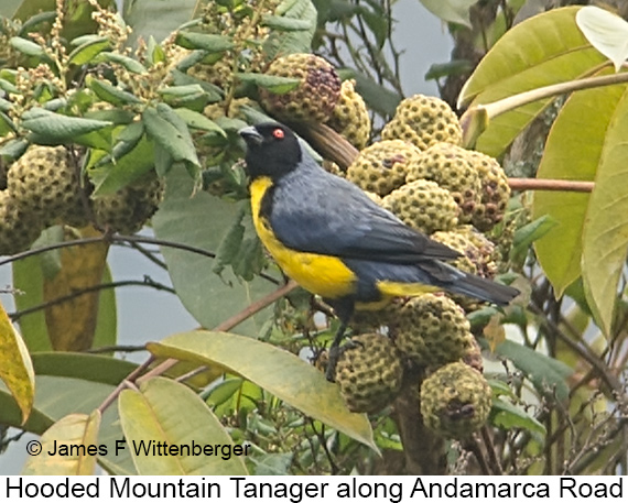Hooded Mountain Tanager - © James F Wittenberger and Exotic Birding LLC Hooded Mountain Tanager - © James F Wittenberger and Exotic Birding LLC
