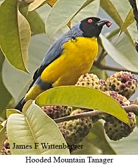 Hooded Mountain Tanager - © James F Wittenberger and Exotic Birding LLC