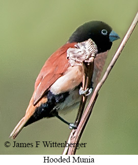 Hooded Munia - © James F Wittenberger and Exotic Birding LLC