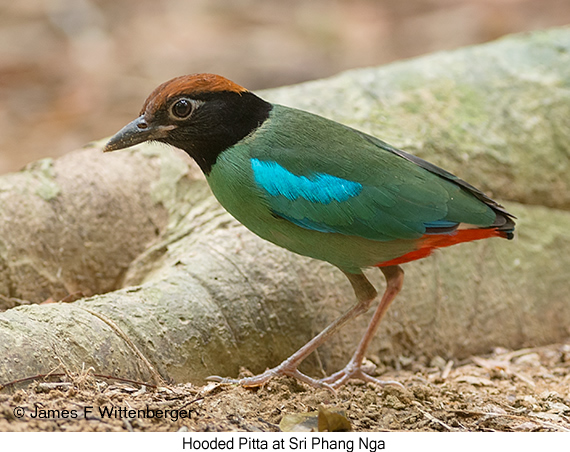 Hooded Pitta - © James F Wittenberger and Exotic Birding LLC