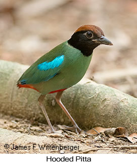 Hooded Pitta - © James F Wittenberger and Exotic Birding LLC