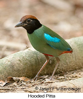 Hooded Pitta - &copy; James F Wittenberger and Exotic Birding LLC