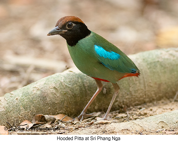 Hooded Pitta - © James F Wittenberger and Exotic Birding LLC