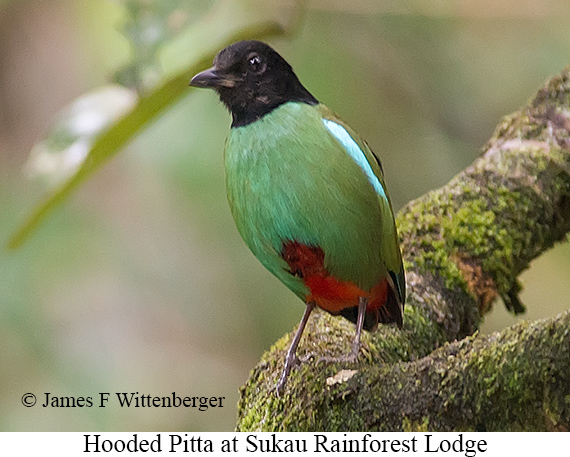 Hooded Pitta - © James F Wittenberger and Exotic Birding LLC