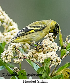 Hooded Siskin - © James F Wittenberger and Exotic Birding LLC