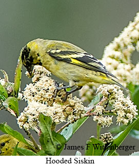 Hooded Siskin - © James F Wittenberger and Exotic Birding LLC