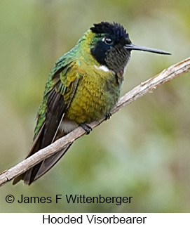 Hooded Visorbearer - © James F Wittenberger and Exotic Birding LLC