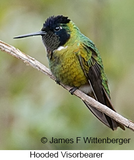 Hooded Visorbearer - © James F Wittenberger and Exotic Birding LLC Hooded Visorbearer - © James F Wittenberger and Exotic Birding LLC