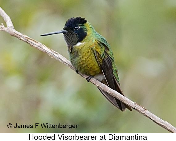 Hooded Visorbearer - © James F Wittenberger and Exotic Birding LLC
