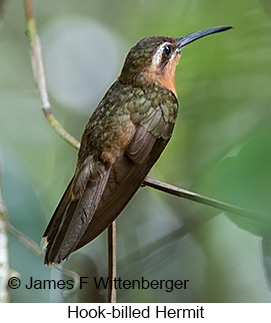 Hook-billed Hermit - © James F Wittenberger and Exotic Birding LLC Hook-billed Hermit - © James F Wittenberger and Exotic Birding LLC