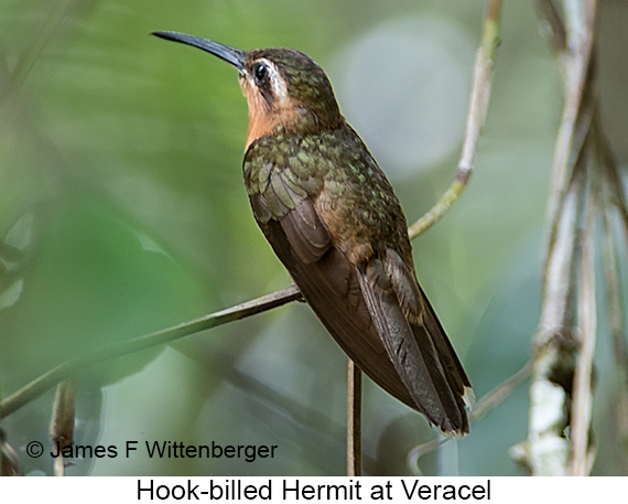 Hook-billed Hermit - © James F Wittenberger and Exotic Birding LLC