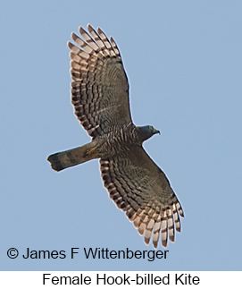 Hook-billed Kite - © James F Wittenberger and Exotic Birding LLC