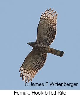 Hook-billed Kite - © James F Wittenberger and Exotic Birding LLC