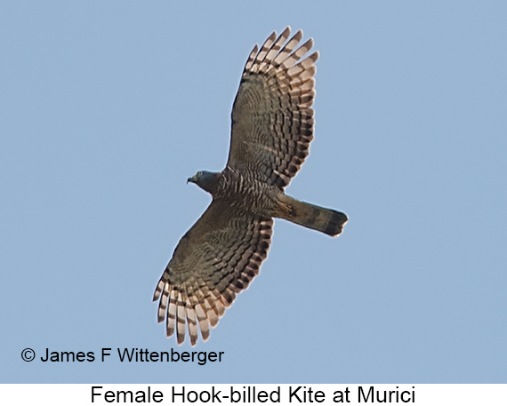 Hook-billed Kite - © James F Wittenberger and Exotic Birding LLC